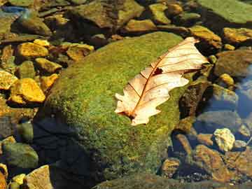 新澳六開(kāi)彩歷史開(kāi)獎(jiǎng)記錄查詢(xún)結(jié)果與專(zhuān)業(yè)評(píng)估解析_工具版，數(shù)據(jù)引導(dǎo)計(jì)劃執(zhí)行_游戲版97.89.66