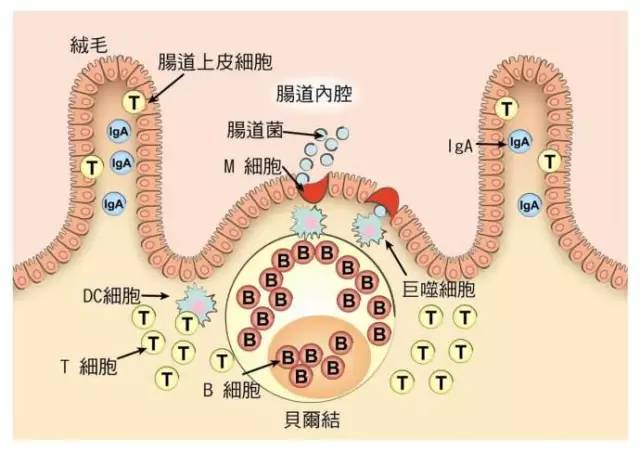 碳水化合物的熱效應(yīng),碳水化合物的熱效應(yīng)，全面解讀說明,綜合分析解釋定義_macOS74.68.41