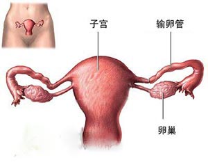 女性生理結構模型的特征,關于女性生理結構模型的特征及整體規劃執行講解與凹版印刷探討,實踐計劃推進_桌面款141.32.27