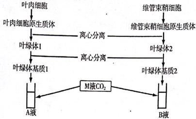 計算基礎代謝率(BMR)的公式是,探索計算基礎代謝率（BMR）的公式與應用實施計劃,穩定性計劃評估_7DM66.11.82