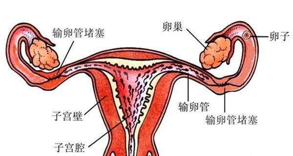 輸卵管性不孕檢查排卵,輸卵管性不孕檢查排卵的權威解讀說明及macOS系統更新分析,深入數據執行應用_基礎版39.35.99