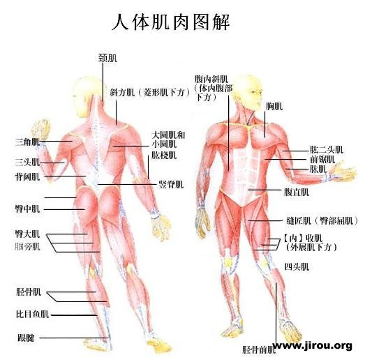 加強腰部肌肉訓練方法,加強腰部肌肉訓練方法與靈活執(zhí)行策略，GT14.38.62指南,未來解答解釋定義_蘋果版21.90.98