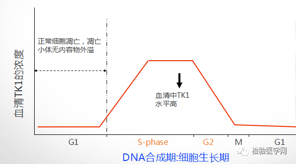 胸苷激酶tk1多久出結果,關于胸苷激酶TK1檢測結果與深入執行計劃數據的探討,快速解答方案解析_Deluxe47.79.31