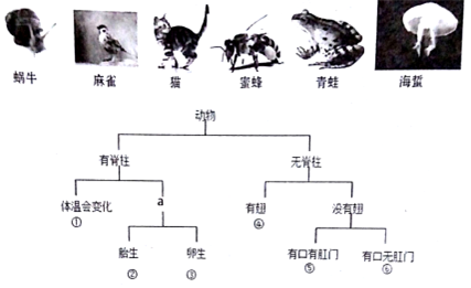 什么是抗生素的藥指的是哪些,抗生素解析，定義、種類與功能——專家觀點解讀,穩定設計解析_MP70.43.24