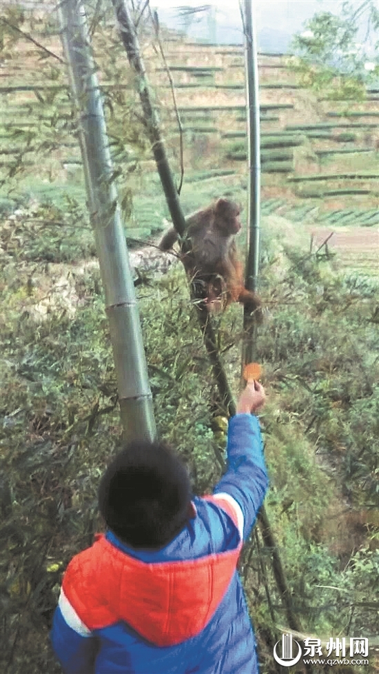 浙江一地50多只野猴下山偷菜