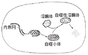 甲流乙流肺炎支原體的區(qū)別