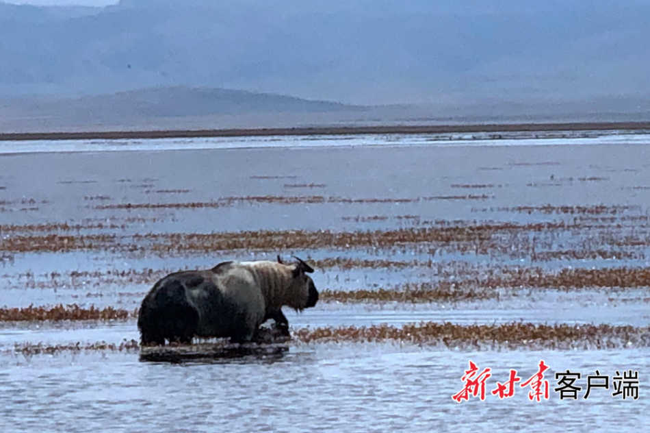 下載澳門開獎現場直播 開獎,二級保護動物水獺現身甘肅尕海濕地